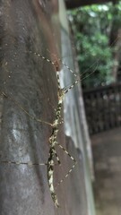 Rhamphosipyloidea queenslandica