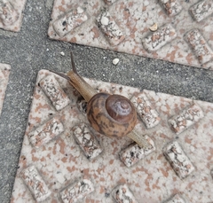 Acusta