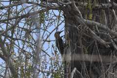 Melanerpes aurifrons
