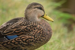 Anas platyrhynchos × fulvigula