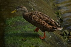 Anas platyrhynchos × fulvigula