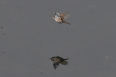 Cistothorus palustris