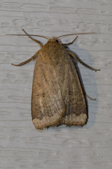 Abagrotis