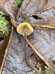 Galerina badipes