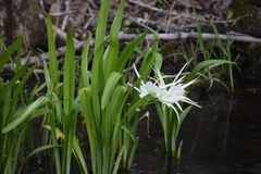 Hymenocallis liriosme