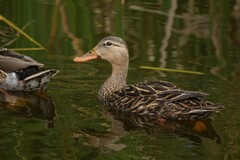Anas platyrhynchos × fulvigula