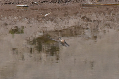 Cistothorus palustris