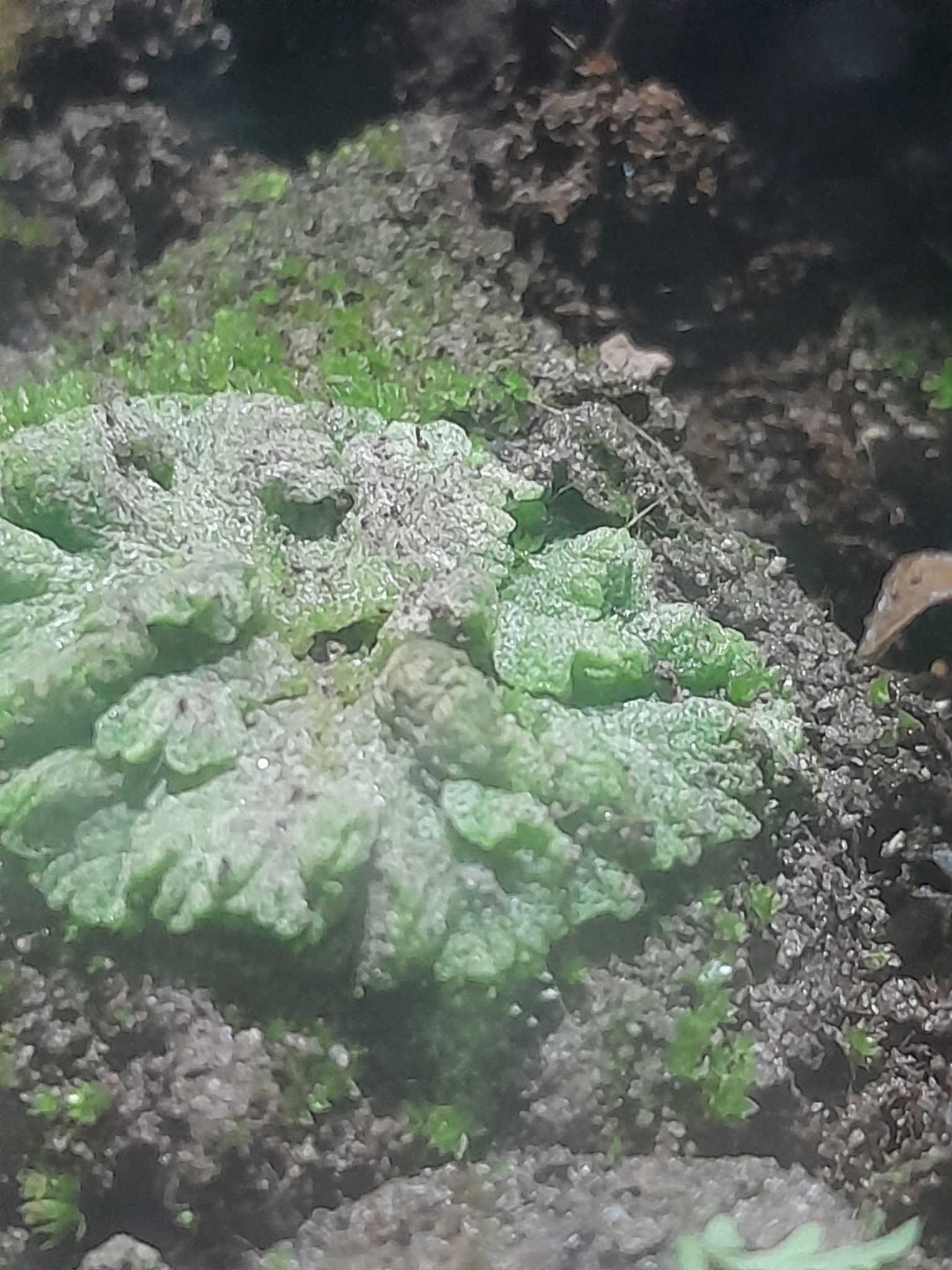 Riccia membranacea