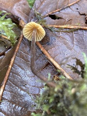 Galerina badipes