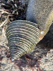 Calliostoma