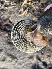 Calliostoma