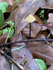 Galerina badipes