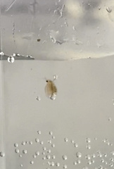 Daphnia