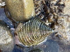 Calliostoma