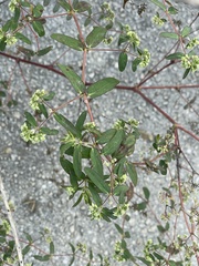 Euphorbia lasiocarpa