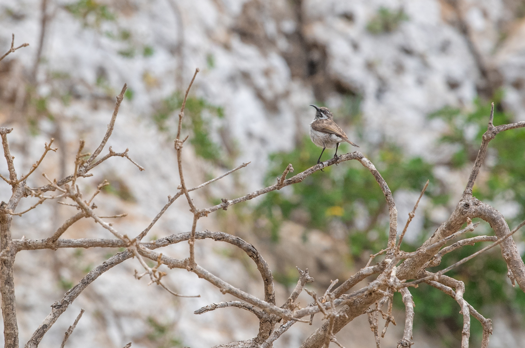 Socotra Sunbird (Chalcomitra balfouri), photo 5