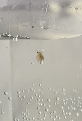 Daphnia