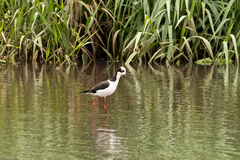 Himantopus mexicanus melanurus