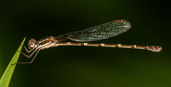 Austrolestes leda