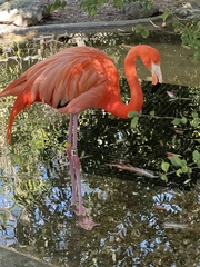 Phoenicopterus