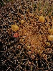 Ferocactus histrix
