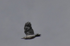 Melanerpes aurifrons