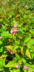Persicaria nepalensis
