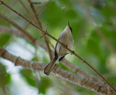 Polioptila albiloris