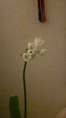 Allium neapolitanum