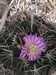 Echinofossulocactus