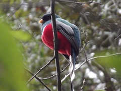 Trogon mexicanus
