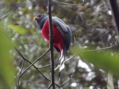 Trogon mexicanus