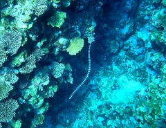 Laticauda laticaudata