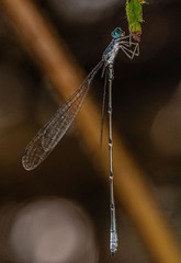 Labidiosticta vallisi