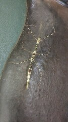 Rhamphosipyloidea queenslandica