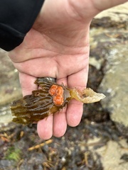 Metandrocarpa dura