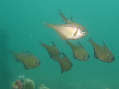 Pempheris klunzingeri