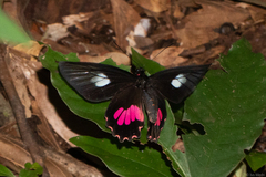 Parides anchises