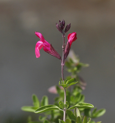 Salvia greggii