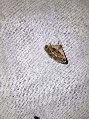 Tetanolita palligera