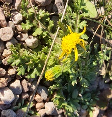 Senecio vernalis