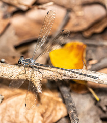 Austroargiolestes icteromelas