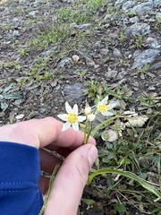 Toxicoscordion fremontii
