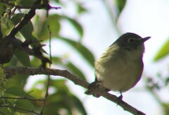 Vireo cassinii