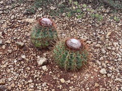 Melocactus macracanthos
