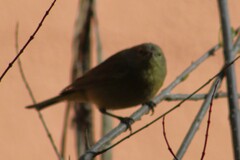 Leiothlypis celata