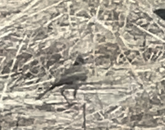 Cincloramphus mathewsi