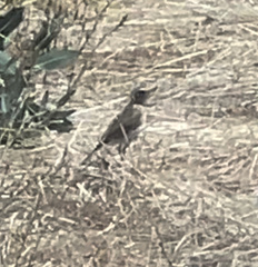 Cincloramphus mathewsi