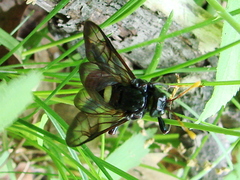 Cimbex americanus