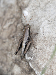 Paraidemona